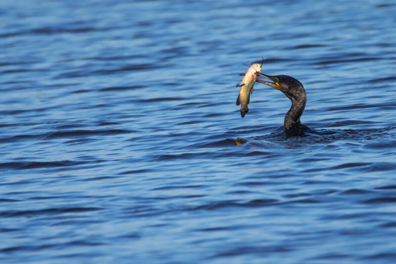 Grand Cormoran ayant capturé un poisson-chat